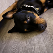 Rocco, a Black, Brown, Dark-brown Rottweiler Dog
