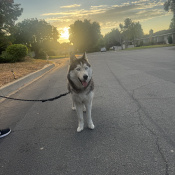 Chichi, a Grey, White Siberian Husky Dog