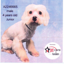 {petName}, a White White toy poodle Dog