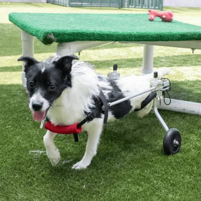 Scooter the dog
